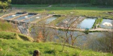 Разведение рыб