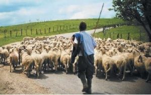 Погонщик, ведущий по дороге стадо, также является водителем